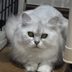 ペルシャ　3歳3か月　甘えん坊の男の子です！