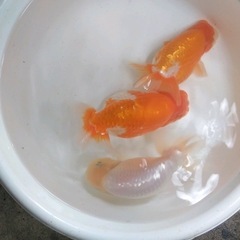 金魚　蘭鋳　らんちゅう　3歳　15-16㎝　3匹