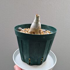 アデニウムの画像