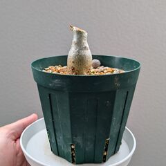 アデニウムの画像