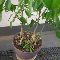 柚子の木