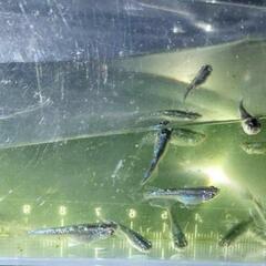 【決定】ﾐｯﾄﾞﾅｲﾄﾌﾘﾙ若魚40匹弱