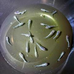 【決定】ﾐｯﾄﾞﾅｲﾄﾌﾘﾙ若魚40匹弱の画像