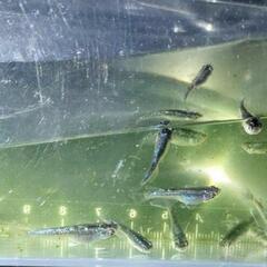 【決定】ﾐｯﾄﾞﾅｲﾄﾌﾘﾙ若魚40匹弱の画像