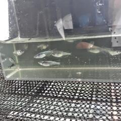 【決定】ﾐｯﾄﾞﾅｲﾄﾌﾘﾙ若魚40匹弱の画像