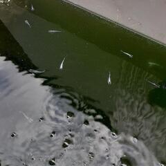 【決定】ﾐｯﾄﾞﾅｲﾄﾌﾘﾙ若魚40匹弱の画像