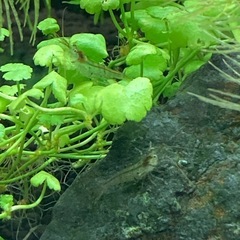 【決まりました】ミナミヌマエビ稚海老 20匹
