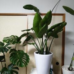 　お取引中です観葉植物・ストレチアオーガスタ