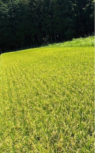 新米 　美味しくて安い‼️令和6年度 奈良県産 ひとめぼれ １０キロ 精米 一等米