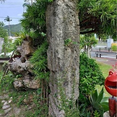 琉球石灰岩10万→値下げ価格7万　