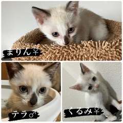🌺かわいいシャムちゃん達🌺🌿🌿3匹トライアル決定