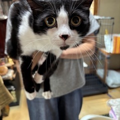 仲良し2匹　白黒ハチワレとサビちゃん