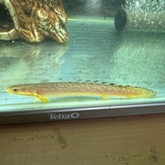 肉食魚
