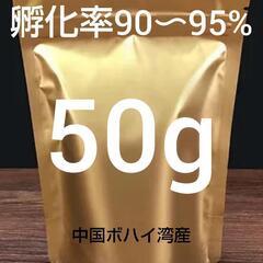 【コスパ最強】●ブラインシュリンプエッグ　孵化率90〜95%　ボ...