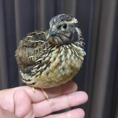 並ウズラ、オス、8月28日孵化、里親さん探しています。