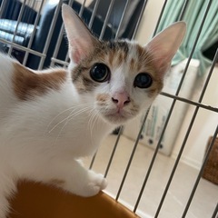 シャイで大人しいミケちゃん3ヶ月