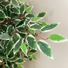 人工観葉植物の画像