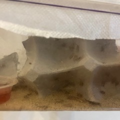 生き餌、ヨーロッパイエコオロギssサイズ50匹程度