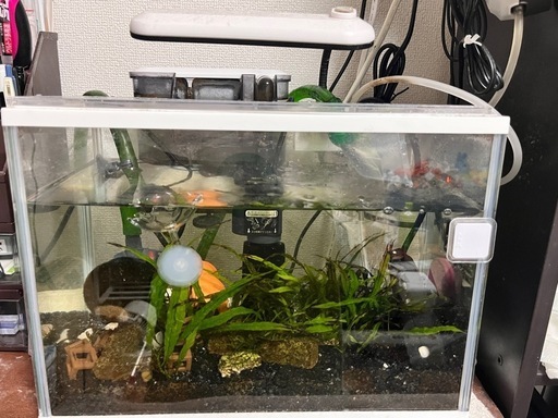 カラーシュリンプ　水槽ごと