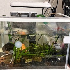 カラーシュリンプ　水槽ごと