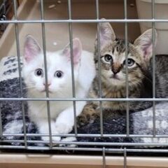 （トライアル中）　２匹一緒に「ひかり♀つばさ♂」