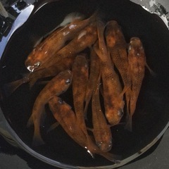 終了⭐️駒姫ダルマ⭐️ ショート　11匹