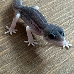 ヒョウモントカゲモドキのベビー誕生です😍
