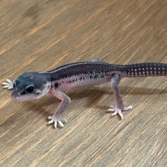 ヒョウモントカゲモドキのベビー誕生です😍 - 小田原市