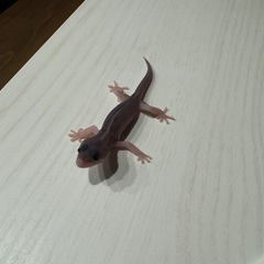 ヒョウモントカゲモドキのベビー誕生です😍 - ペット
