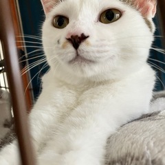 可愛すぎる白キジ仔猫