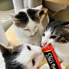 優しいサツキママ − 東京都