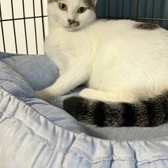 優しいサツキママ - 猫