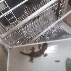 ニホンヤモリの秋冬の飼育について教えて下さい