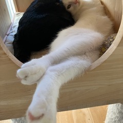 元気なアオ君 - 猫