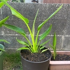 タビビトノキ2年目