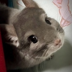 チンチラの里親募集【詳細を記入しました】