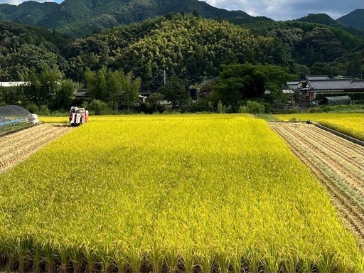 令和6年度　棚田米　八代市東陽町産　ヒノヒカリ　30kg