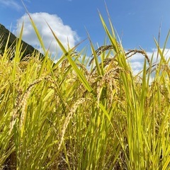 令和6年度棚田米八代市東陽町産ヒノヒカリ30kg (まつだ) 有佐の