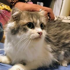 恥ずかしがり屋なスコティッシュフォールドの女の子です