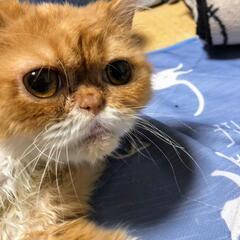 スリスリ寄ってきてくれるスコティッシュの女の子です