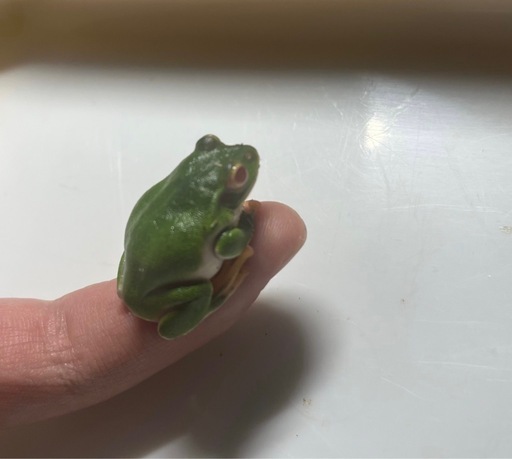 アルビノのシュレーゲルアオガエル