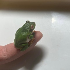 アルビノのシュレーゲルアオガエル