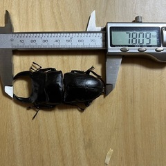 お取引決定！オオクワガタ能勢SR♂単品(新成虫)