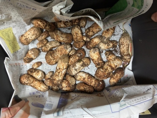 岩手県 岩泉 まつたけ