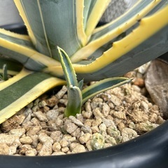 アガベ 華厳など5点セットの画像