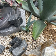 アガベ 華厳など5点セットの画像