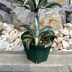 アガベ 華厳など5点セットの画像