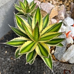 アガベ 華厳など5点セットの画像