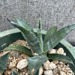 アガベ 華厳など5点セットの画像