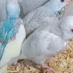 ２５日入荷その後②